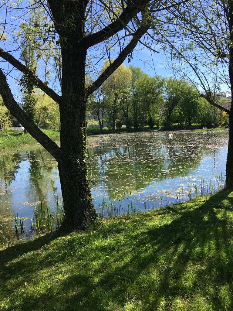 vue d'une rivière avec des arbres, en Suisse